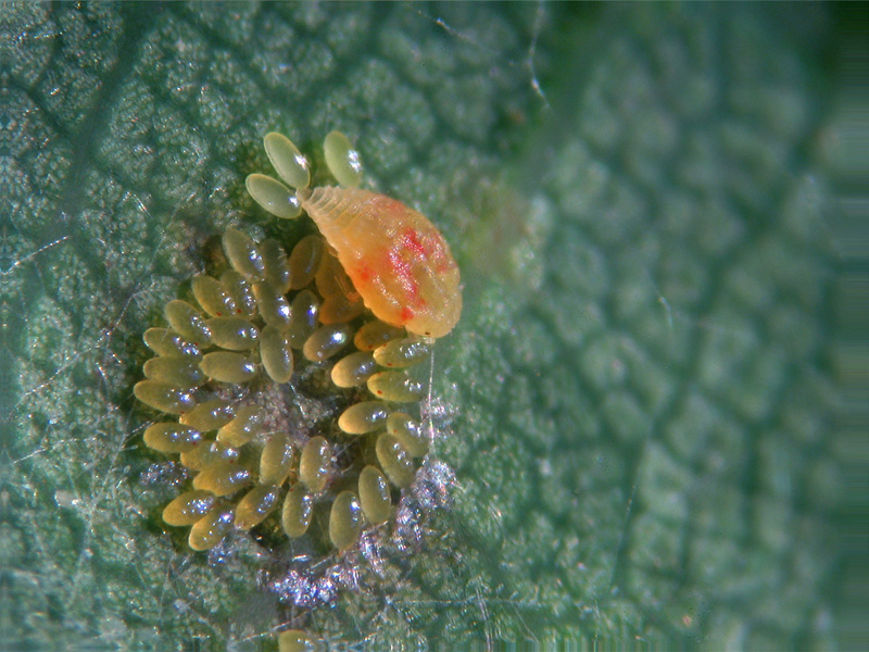 Phylloxera quercus